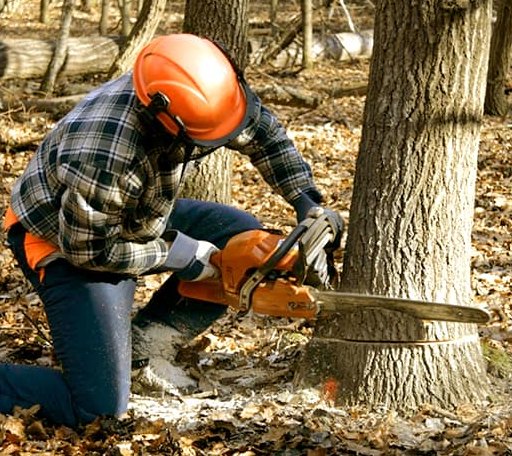 Tree Removal in Mount Bethel, PA